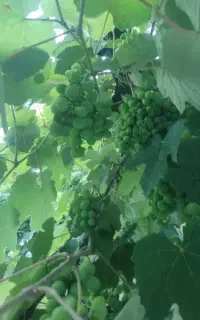 فروش غوره تازه درشت آبدارقیمت مناسب