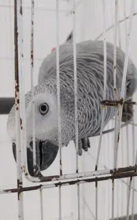 کاسکو