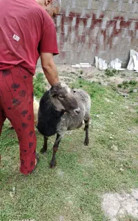 یک راس گوسفند نر اصلی رومانوف