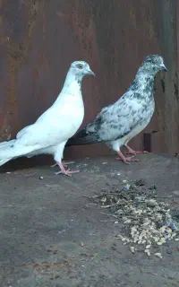 کبوتر جفتی ۲میلیون مفت
