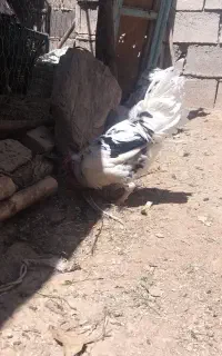 تعدادی خروس گلین با بقلمون