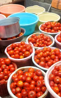 آبگیری گوجه ابگیری انگور در محل سیار