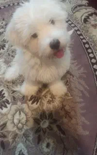 توله سگ