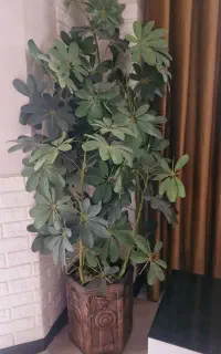 درخچه ی سبز با گلدان