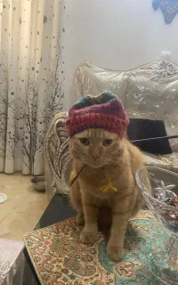 واگذاری گربه