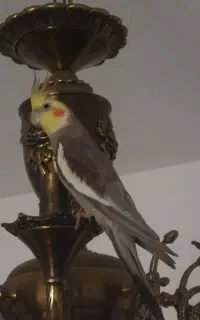 عروس هلندی