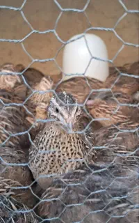 فروش قفسه بزرگ برای مرغ وجوجه