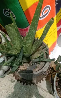 الوئه ورا