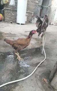 مرغ لاری درحال تخم ازمادر نتیجه ی اراکی