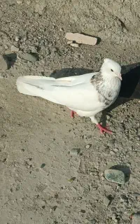 کفتر