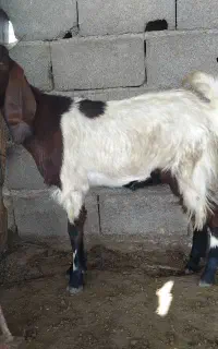 بزغاله ماده