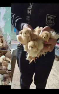 فروش عمده و خرده انواع جوجه