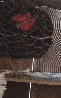 مرغ      و      جوجه