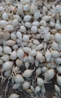 پیاز غده ای