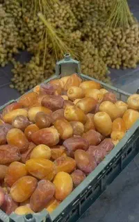 خارک شیخالی و برحی