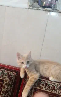 گربه
