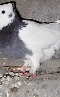یک عدد طوقی پرشی ماده