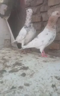 دو جفت سار کاکلی