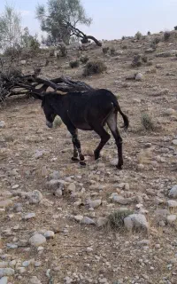 خر بخته عشایری