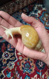 حلزون آچاتینا
