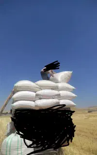 کاه گندم دیم درج یک