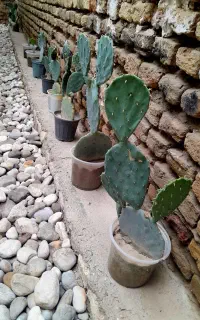 کاکتوس اپونتیا