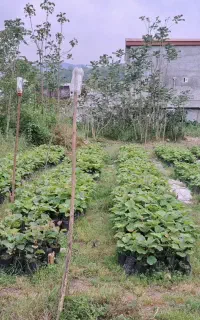نهال کیوی ریشه پر و رخ بلند فقط ۲۹۰ هزار تومن
