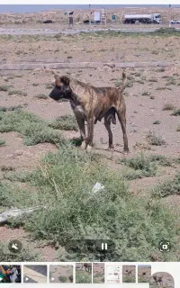 سگ ماده