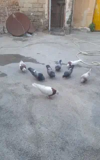 ۱۰عددکبوتر برای فروش ونگهداری