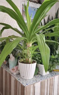 گل وگیاه