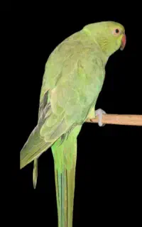 ملنگو