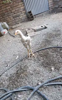 خروس و مرغ و جوجه لاری