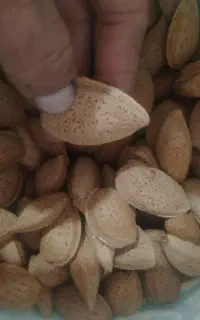 بادام دیم شیرین