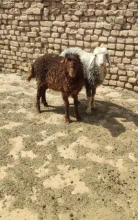 جفت بره ماده جنس دار