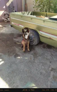 سگ ژرمن