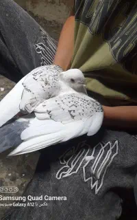 سینه‌رزد‌وساتن‌جفت