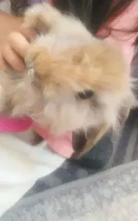 خرگوش ماده  بامزه لپ