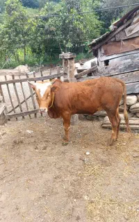 گاو محلی با گوساله نر