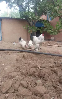 مرغ و خروس برهما