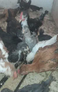 ۱۰تا جوجه خروس