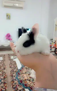 خرگوش