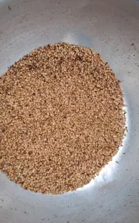 کنجد