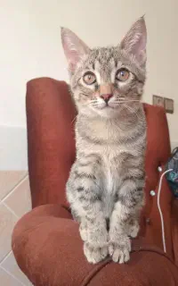 فروش گربه