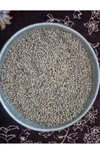عدس محلی  موچش