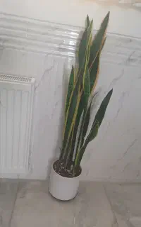 گل شفلرا