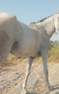 اسب