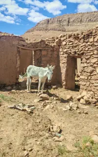 خر گوسفندی