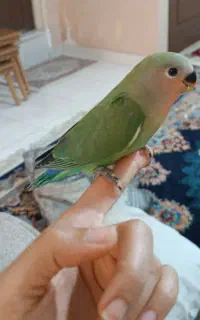 طوطی برزیلی
