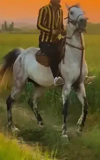 اسب اصیل کرد