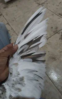 دو تا کبوتر یکی سبز ملقی یکی سور ملقی